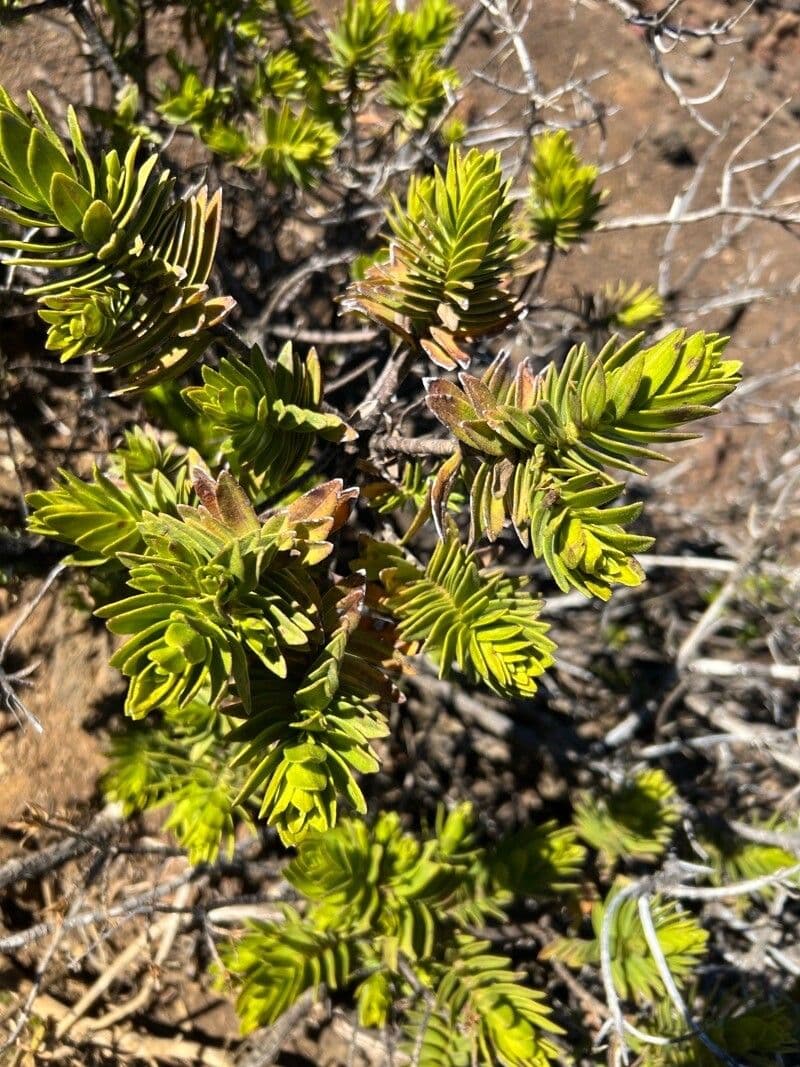 Dubautia 4