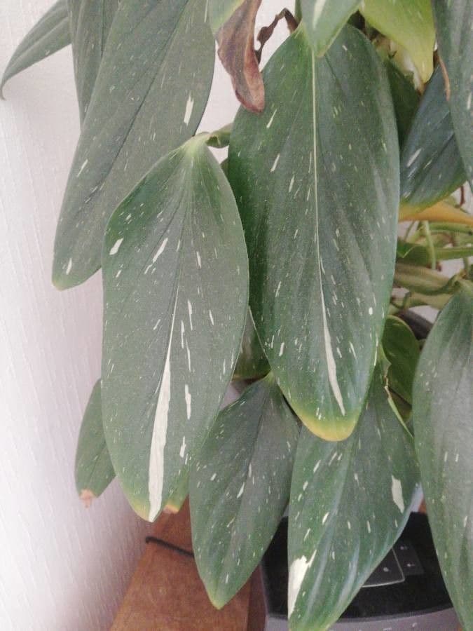 Monstera 8