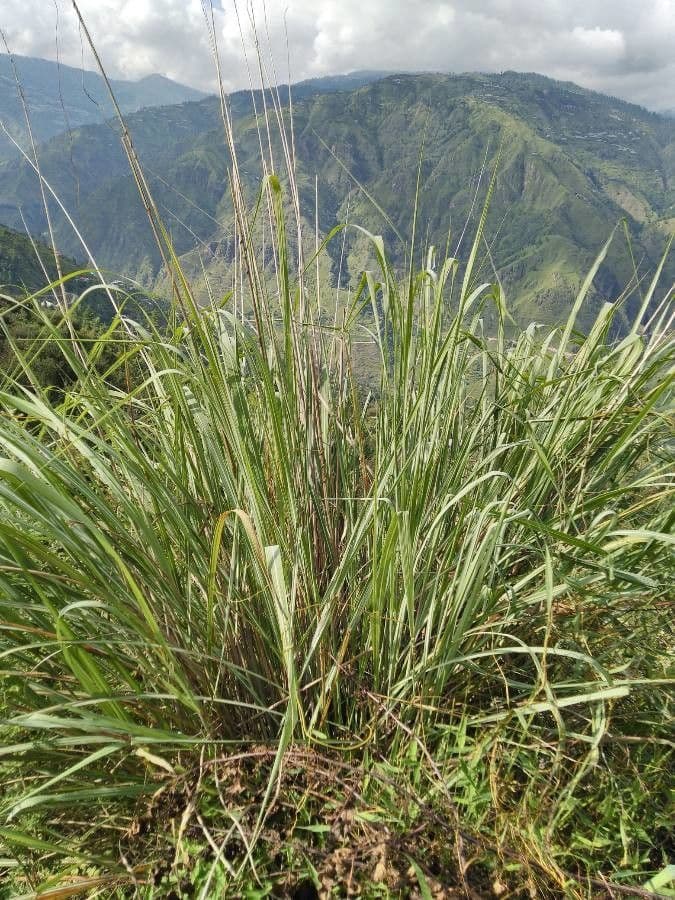 Tripsacum dactyloides 17