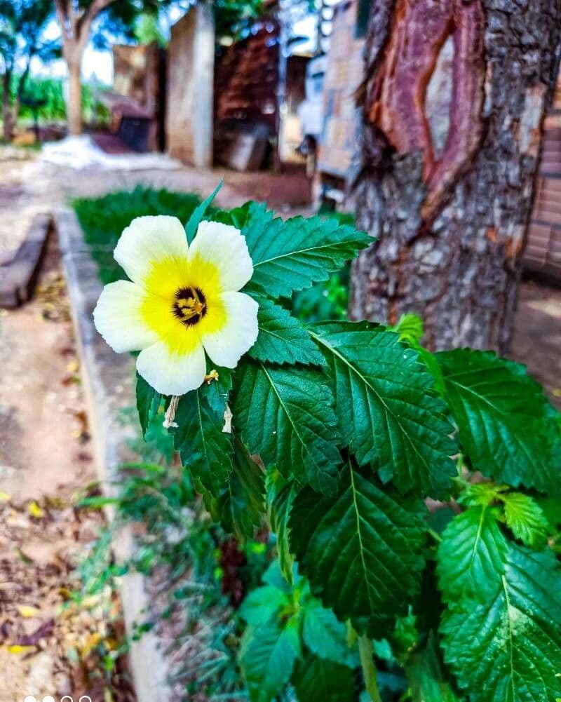 Turnera subulata 15