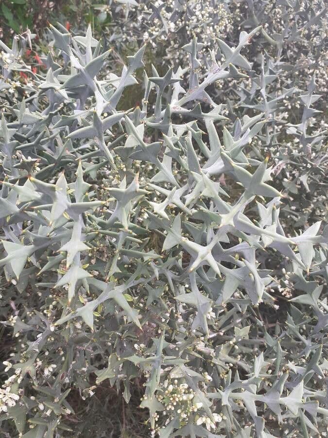 Colletia 19