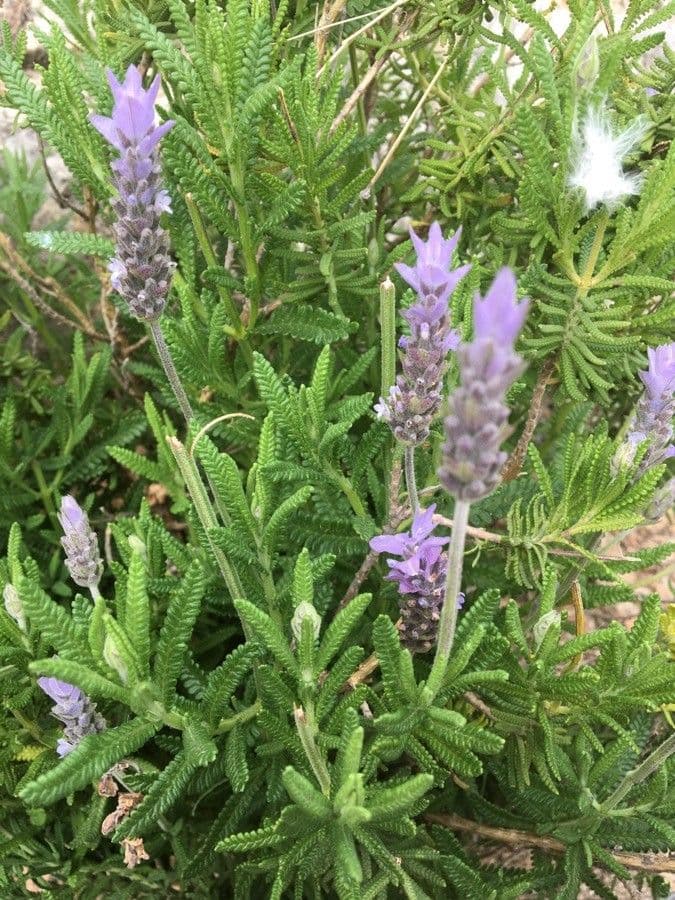 Lavanda dentata 7
