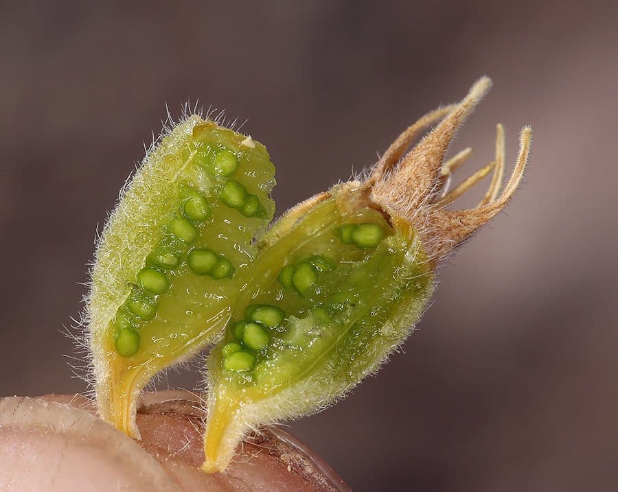 Mentzelia