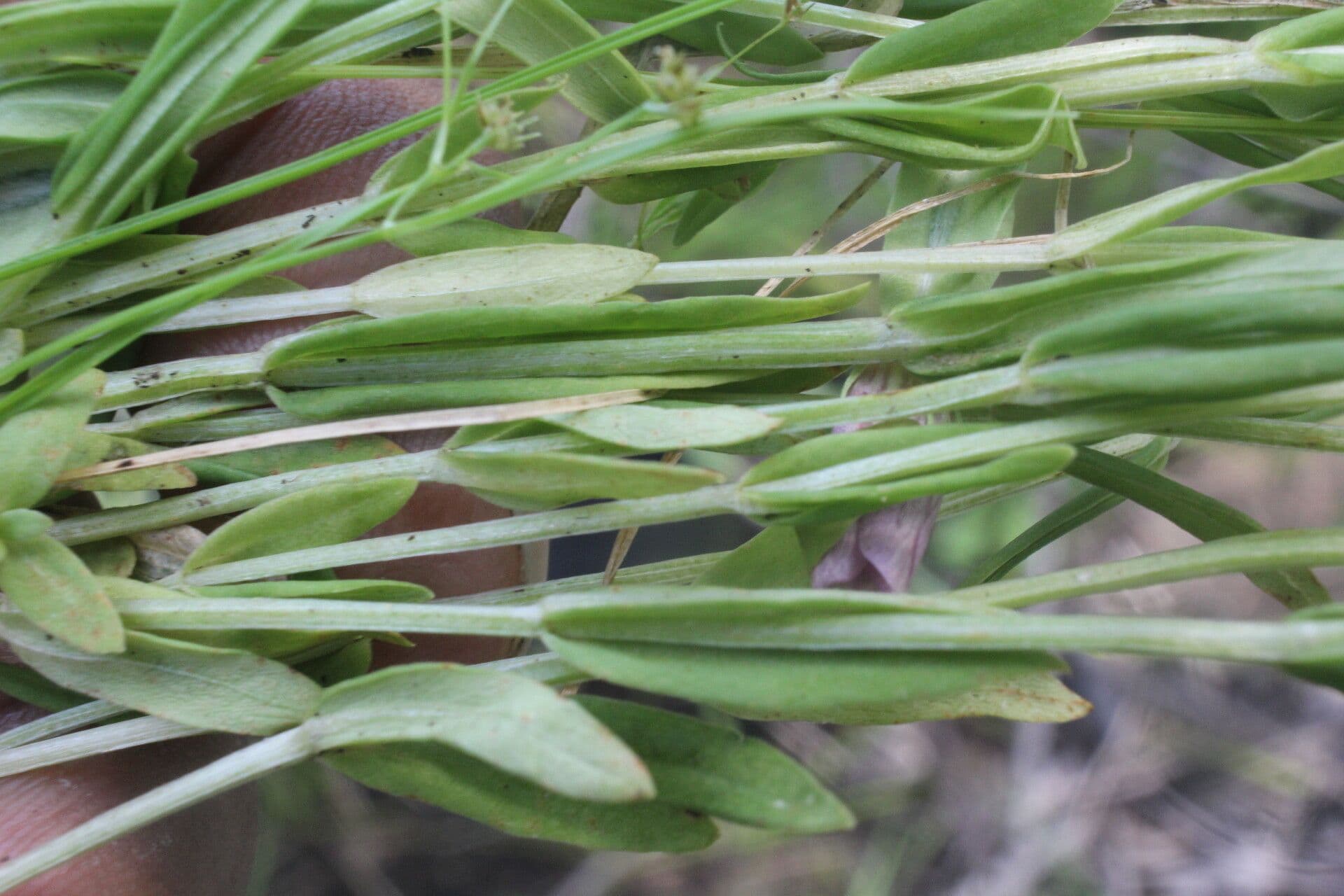 Schultesia guianensis 11