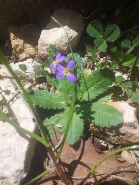 Arabide primaverile 12