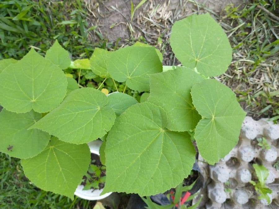 Abutilon 16