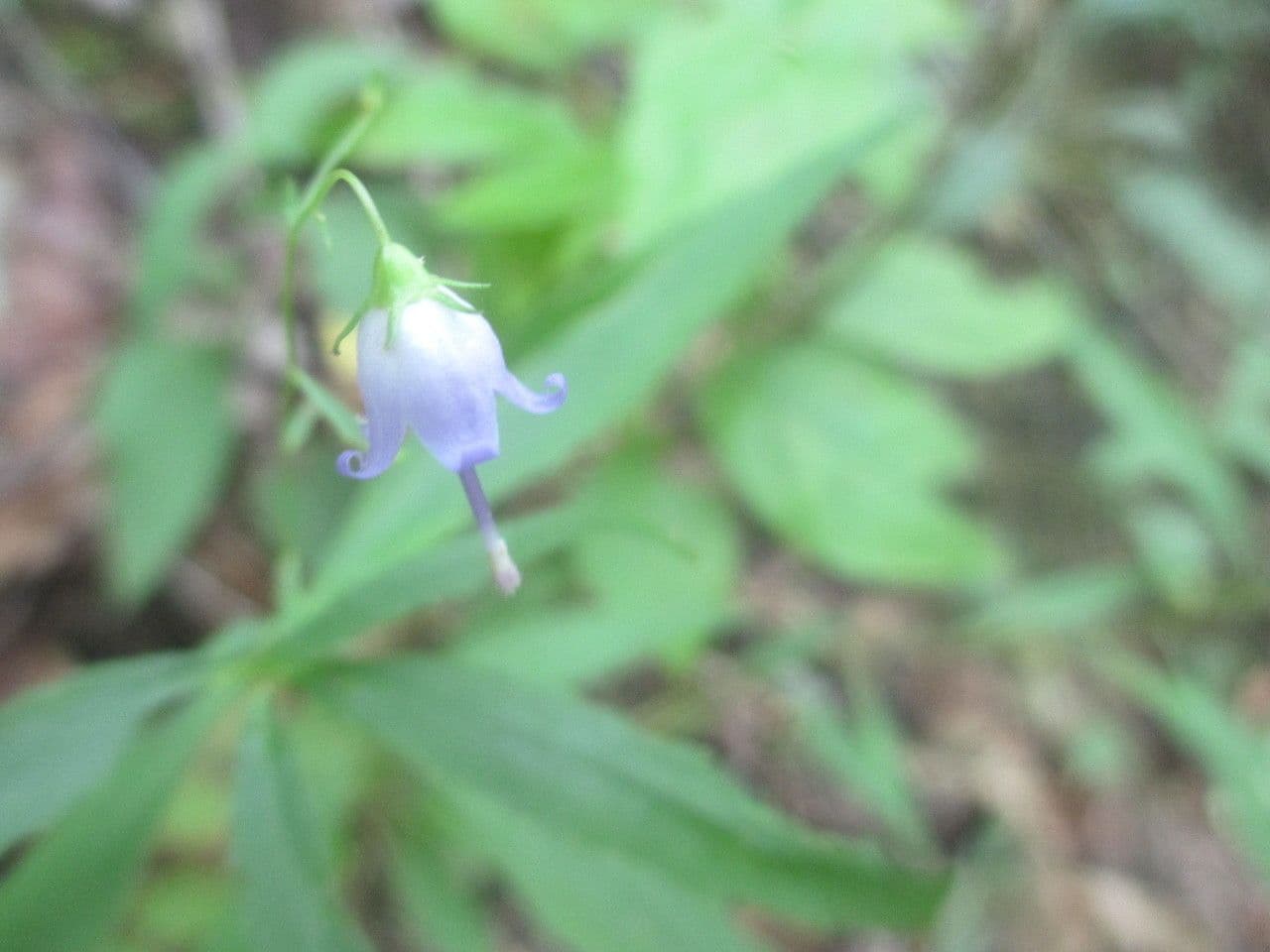 Campanula 5