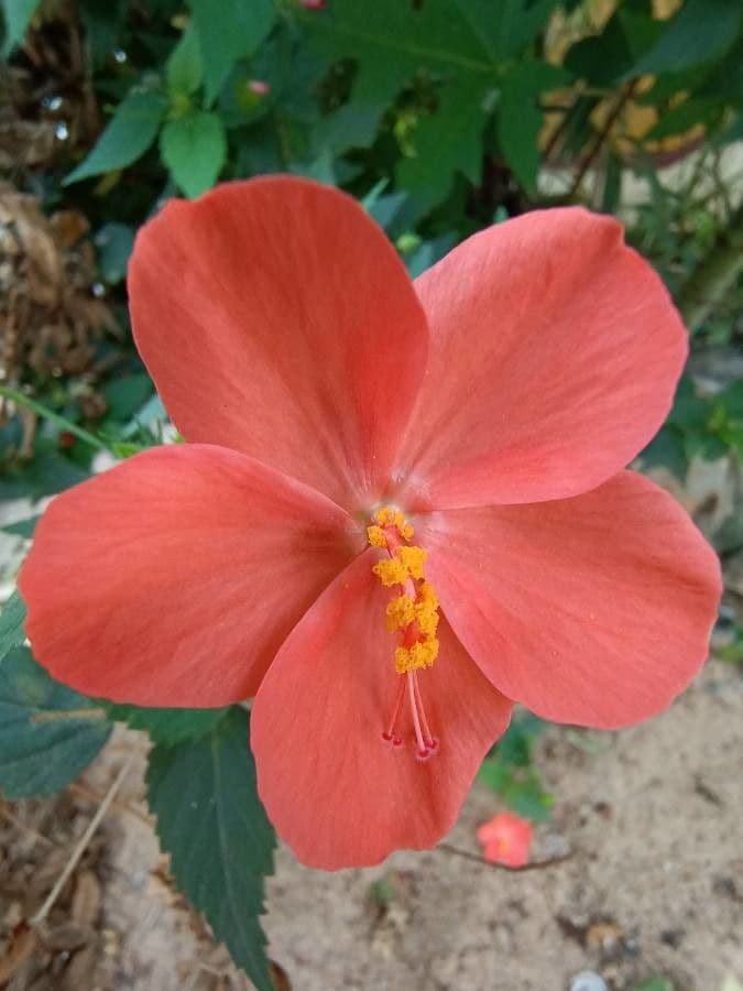 Kleinblütige Hibiskus 2