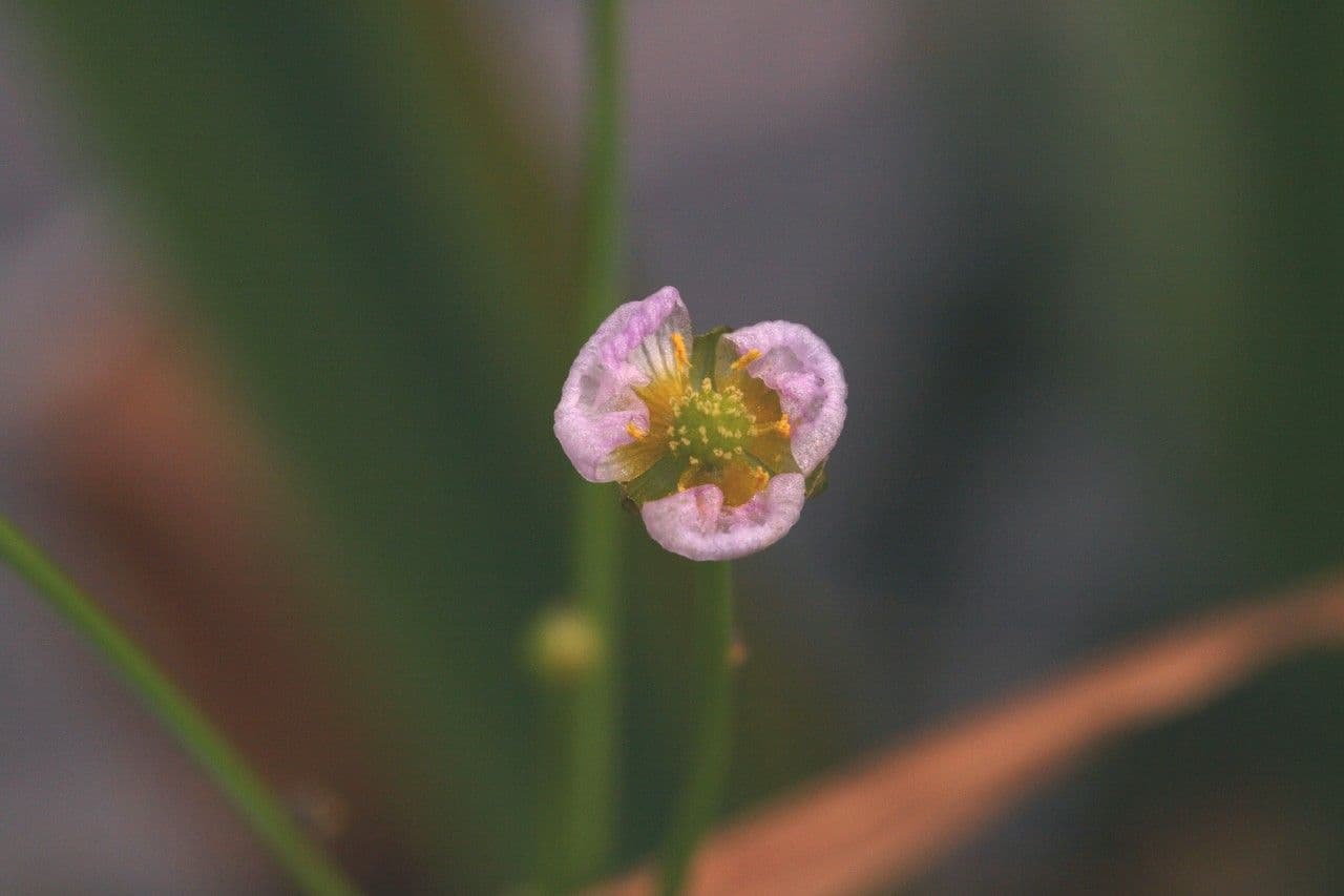 Alisma gramineo 6