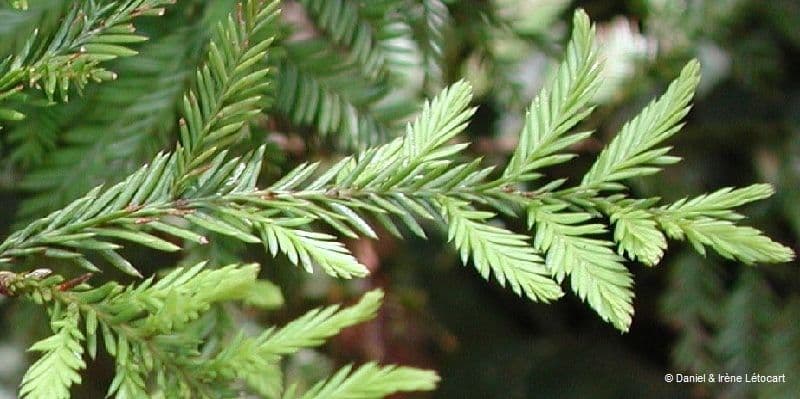 Dacrycarpus 10