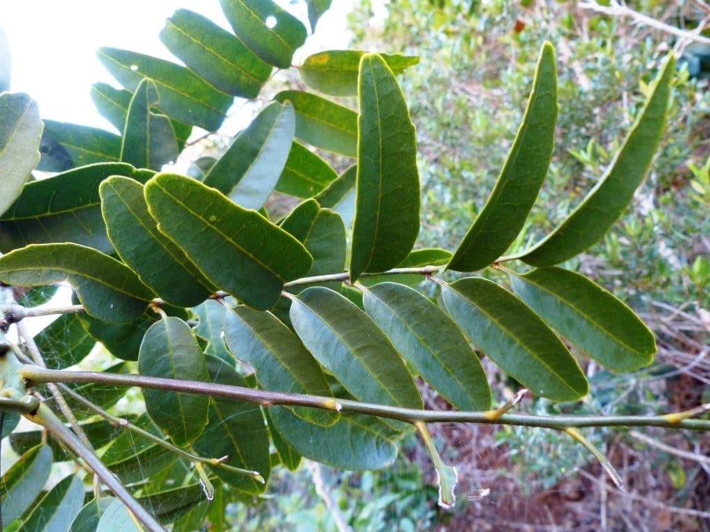 Lepidocupania 6