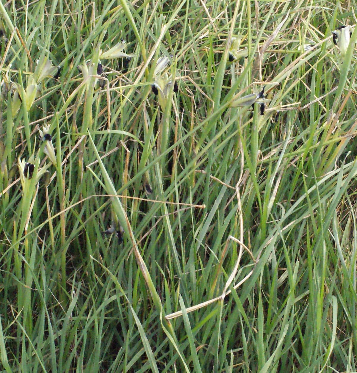 Iris tuberoso 11