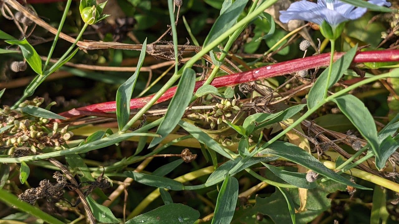 Linseed 16