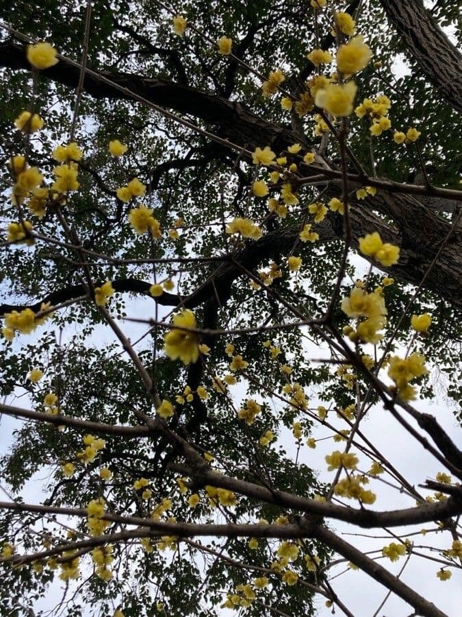 Winterblüte 13