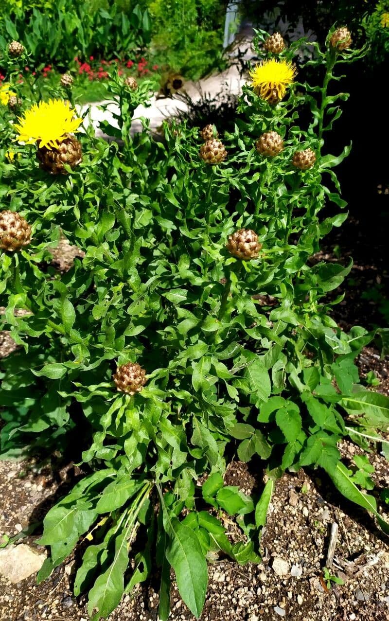 Chaber 7