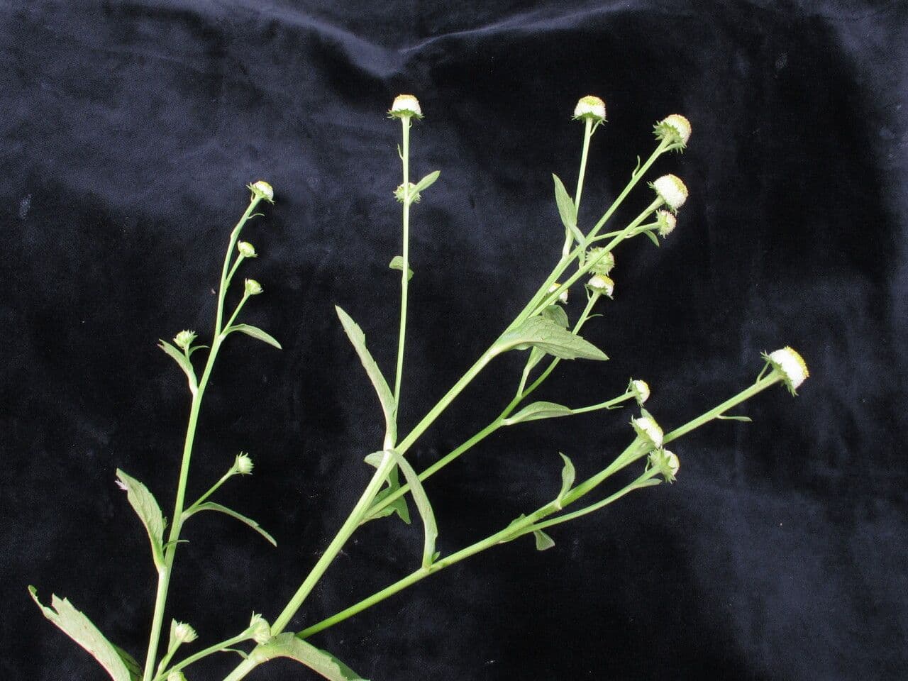 Myriactis 7