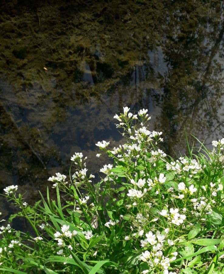 Potočnice lékařská 15