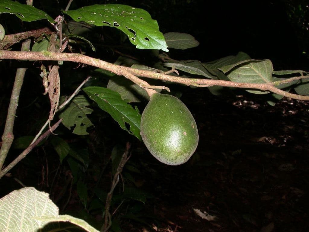 Sapranthus viridiflorus