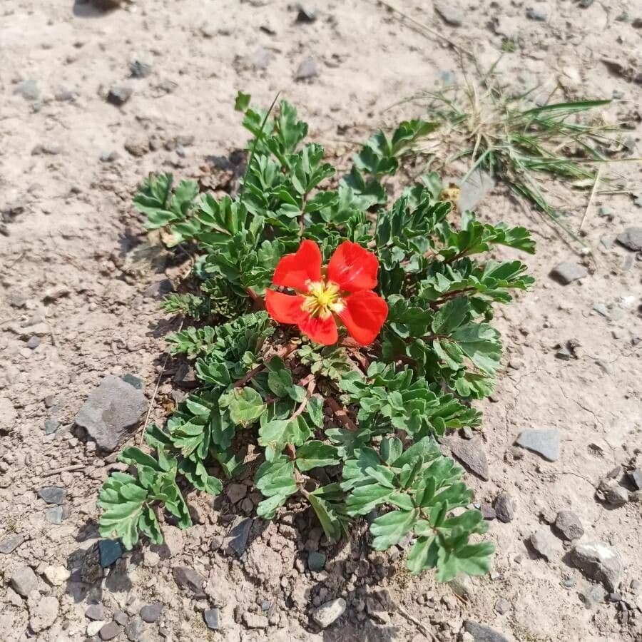 Hypseocharis 4