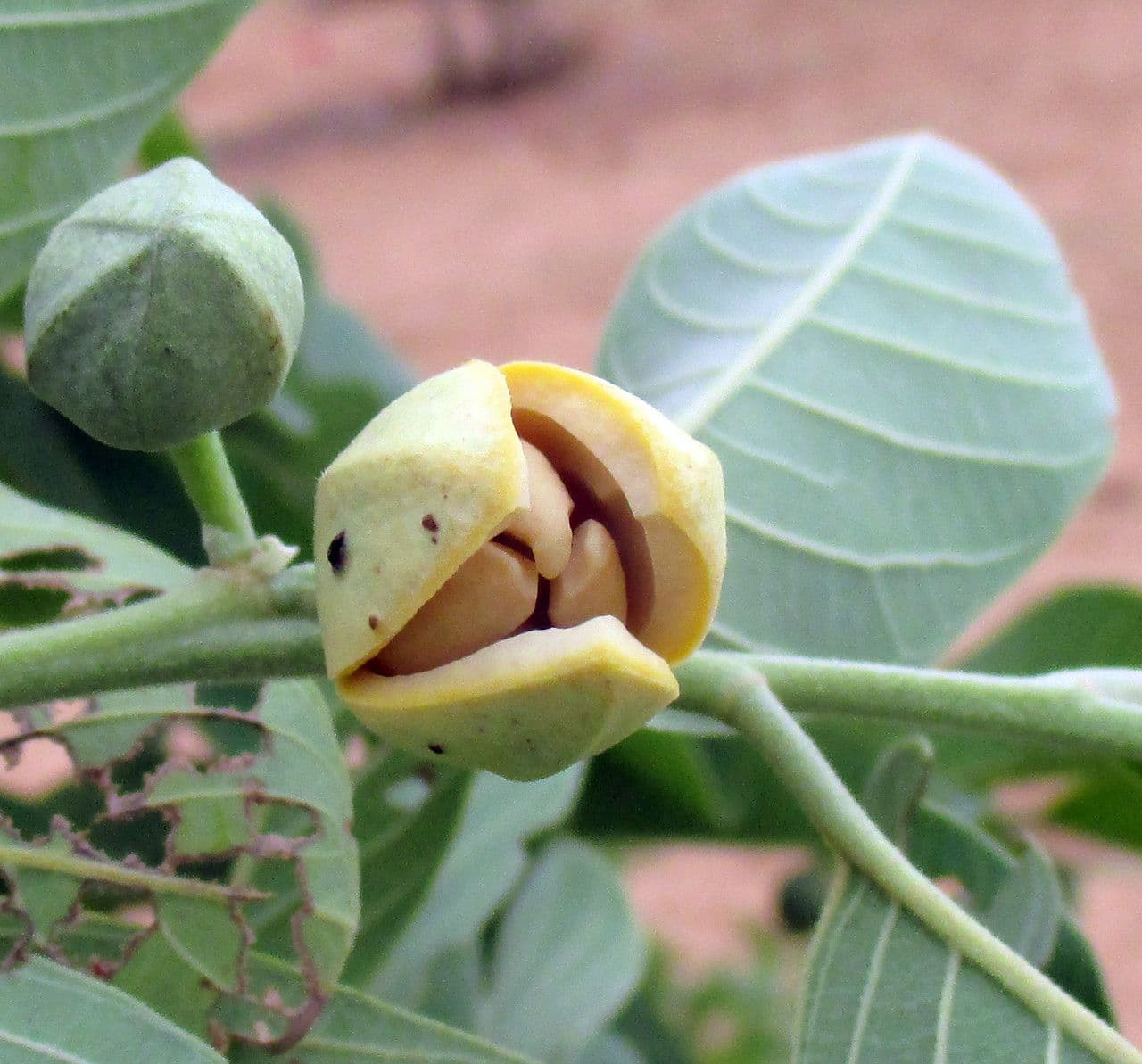 Annona senegalensis 8