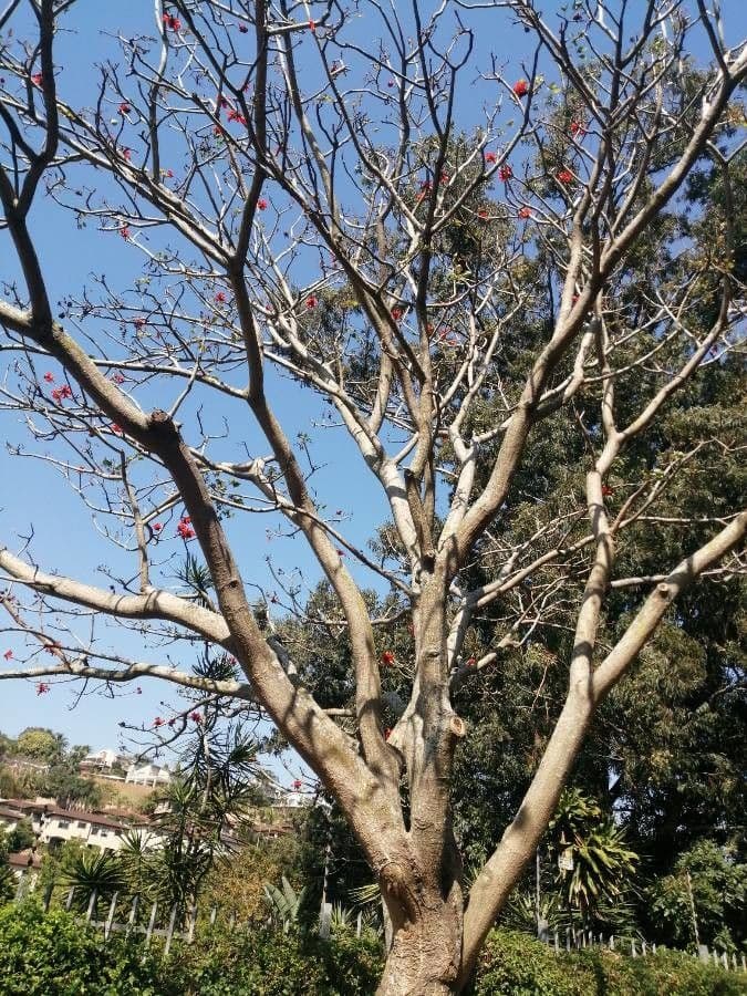 Albero corallo comune 25