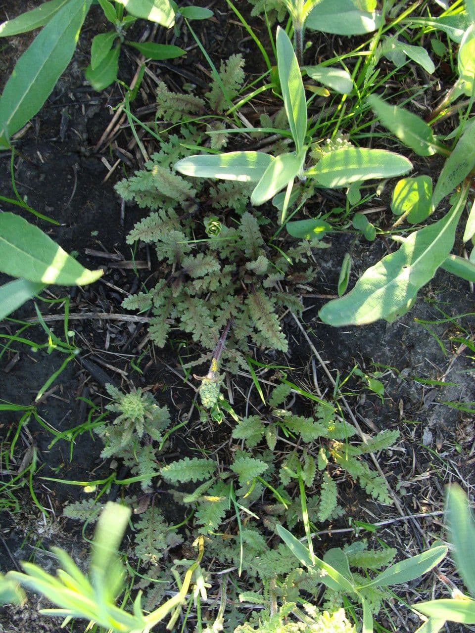 Pedicularis canadensis 9