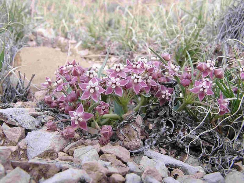 Asclepias 2