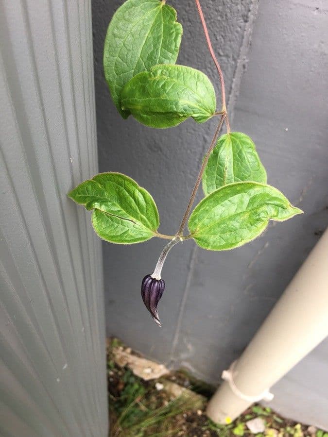 Einfache Clematis 16
