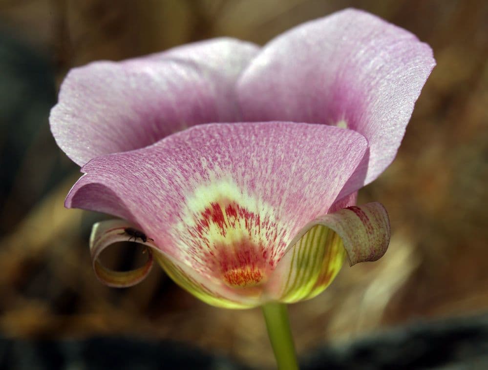 Calochortus venusto 3