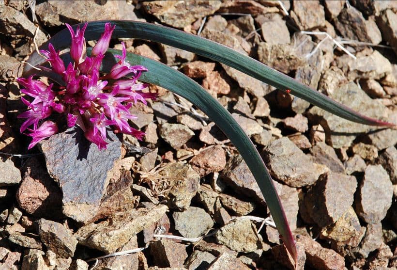 Allium falcifolium 4