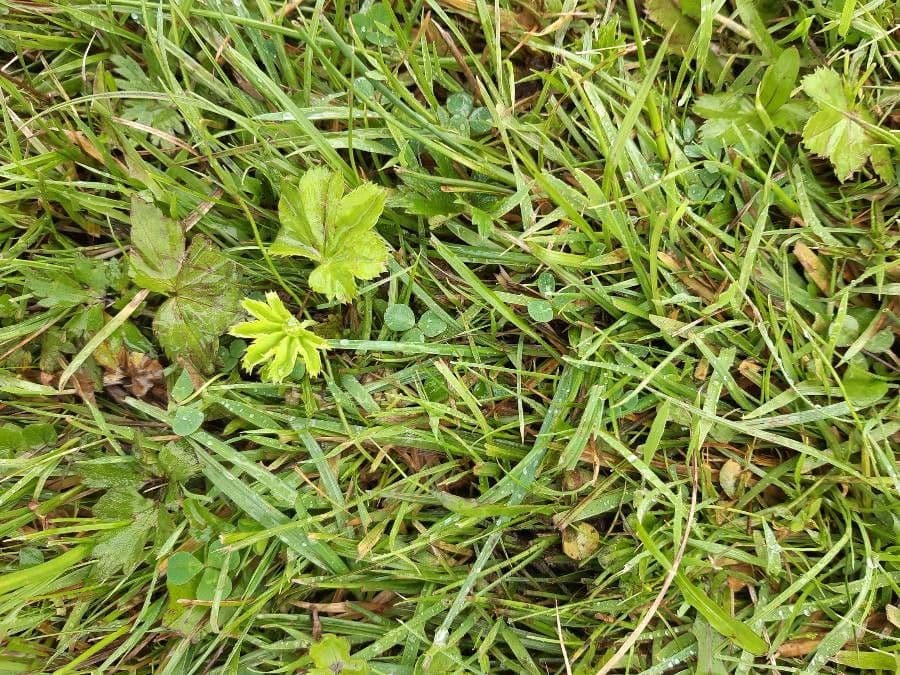 Suffocated Clover 3