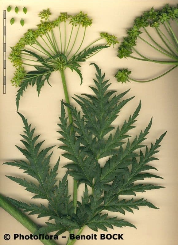 Molopospermum 25