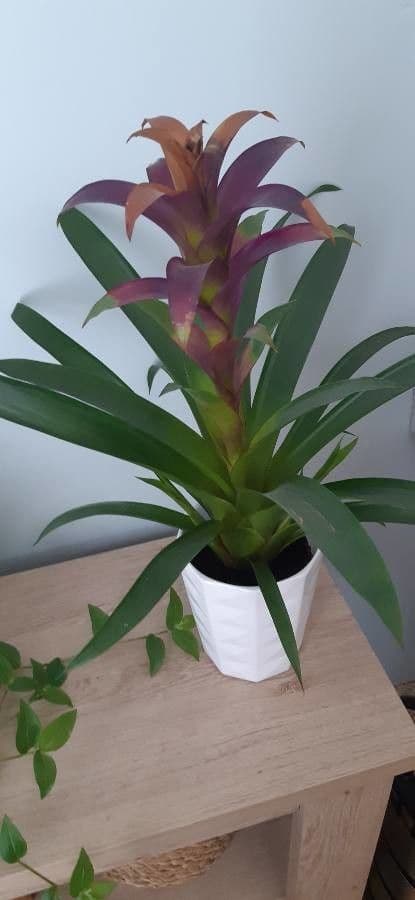 Guzmania monostachia 14