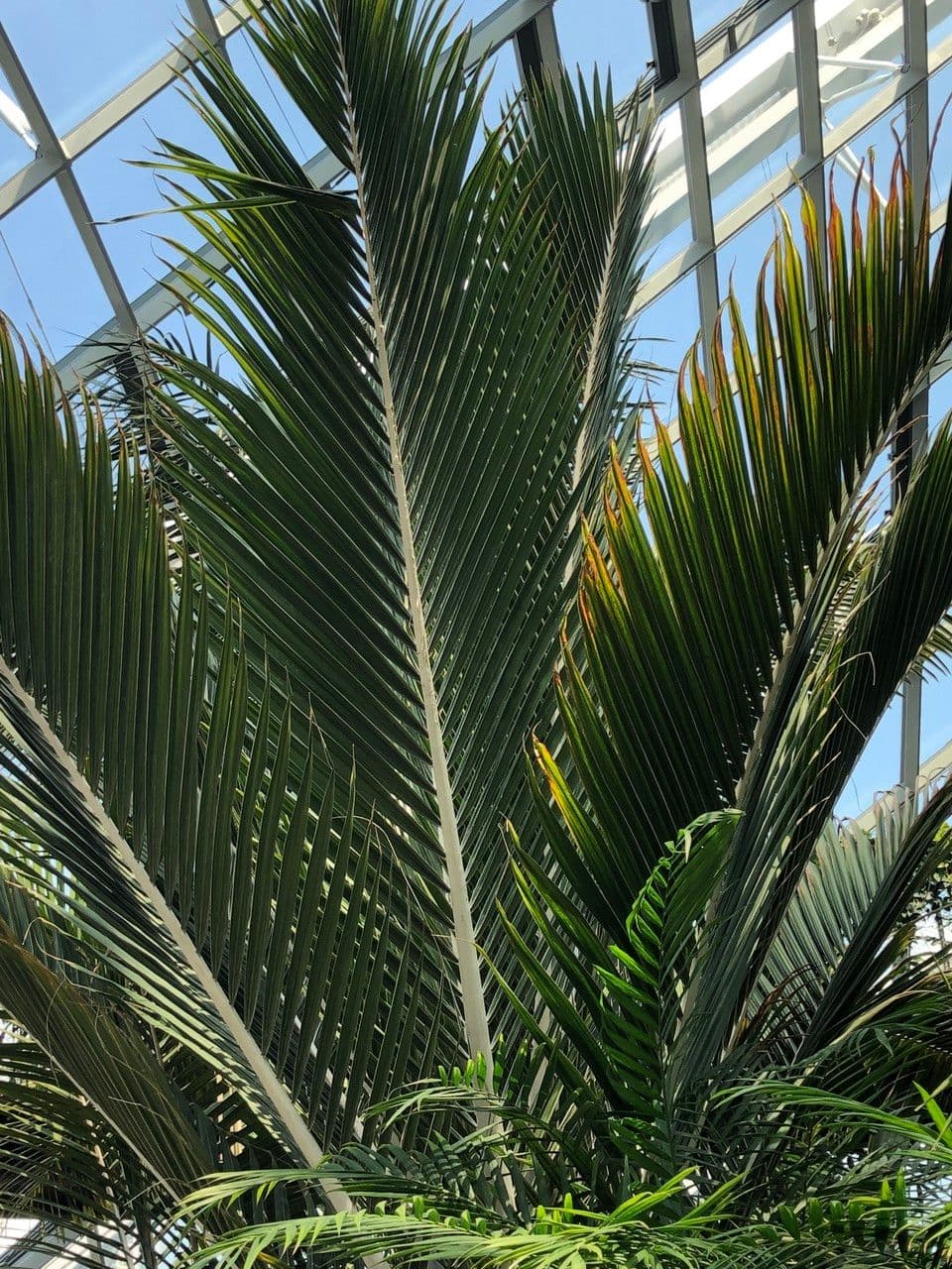 Palma Nikau 20