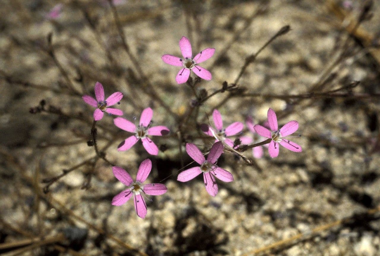 Augen-Gilia 4