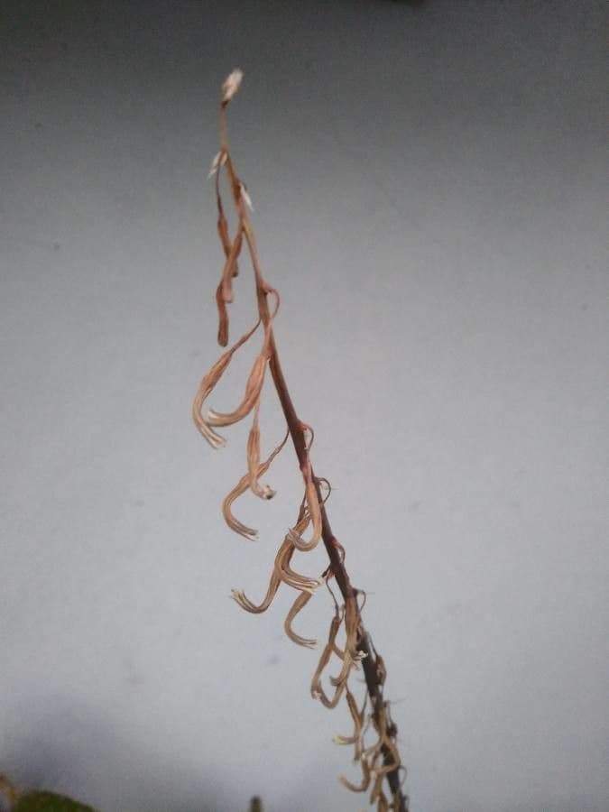 Gasteria 5