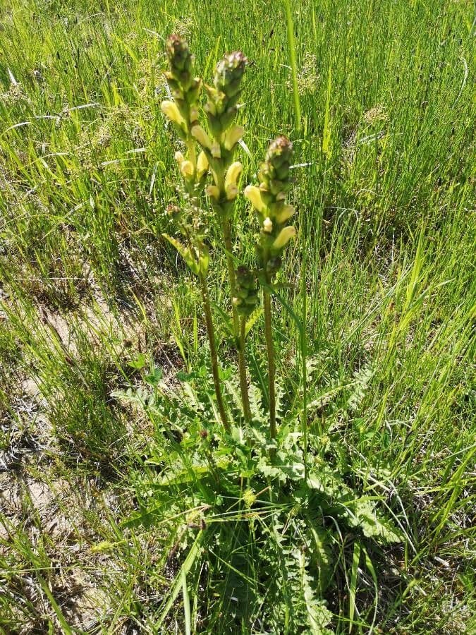 Pedicularis sceptrum-carolinum 8