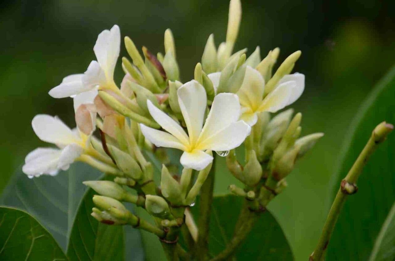 Himatanthus 2