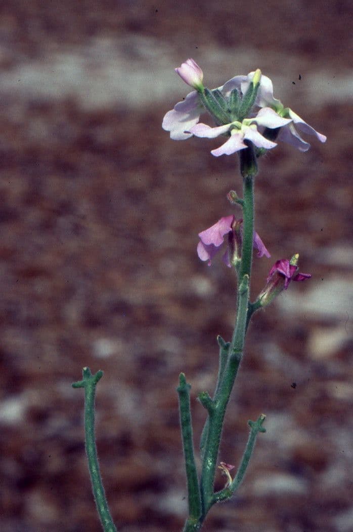 Violaciocca 30