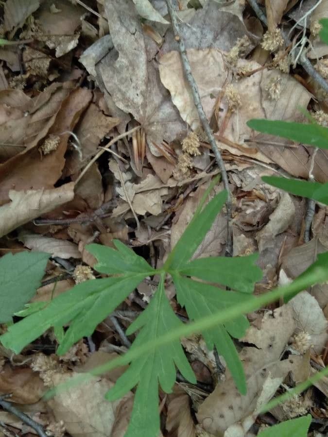 Dentaria concatenata 6