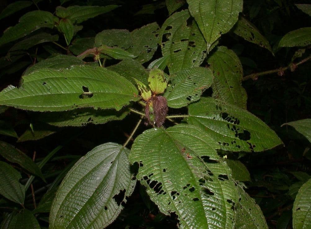 Miconia 17