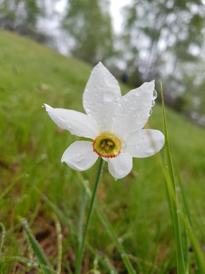 Narciso selvatico 22