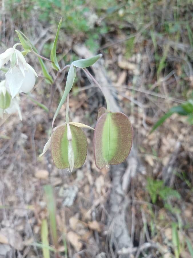 Calochortus