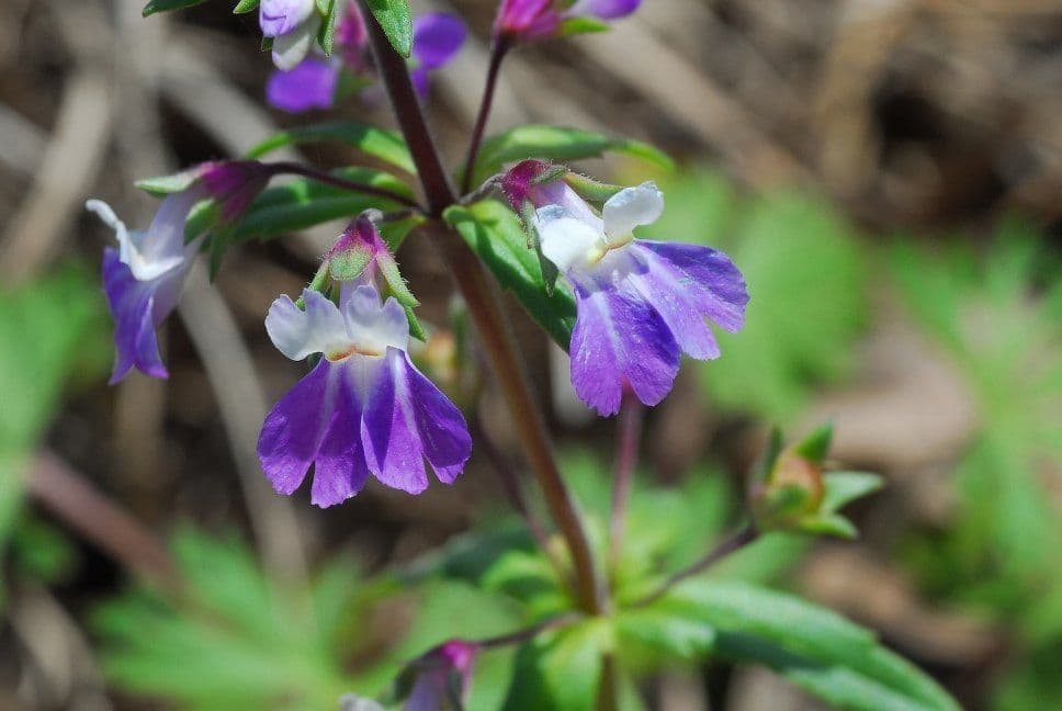 Collinsia viola 3