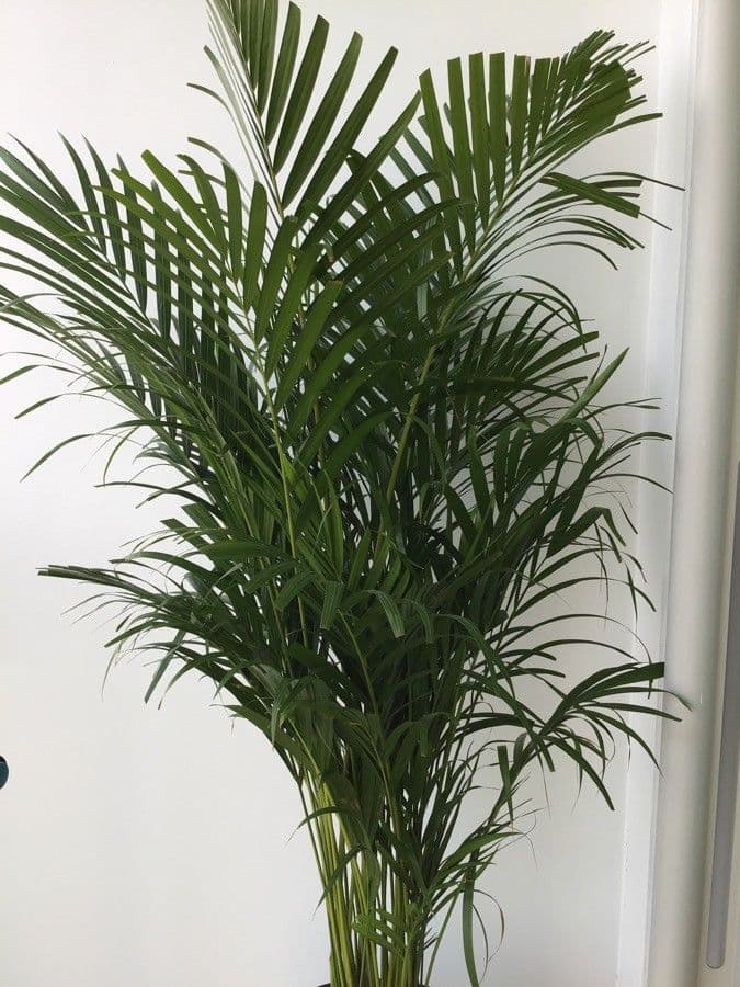 Areca dorée 16