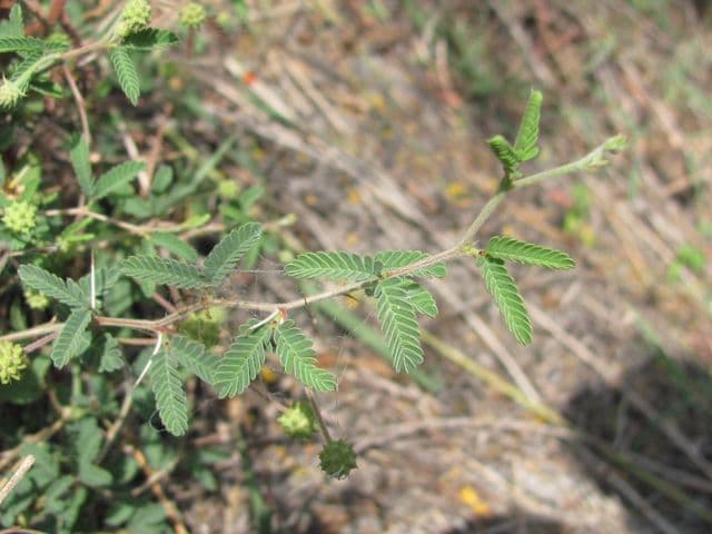 Heimlicher Schraubenbaum 3