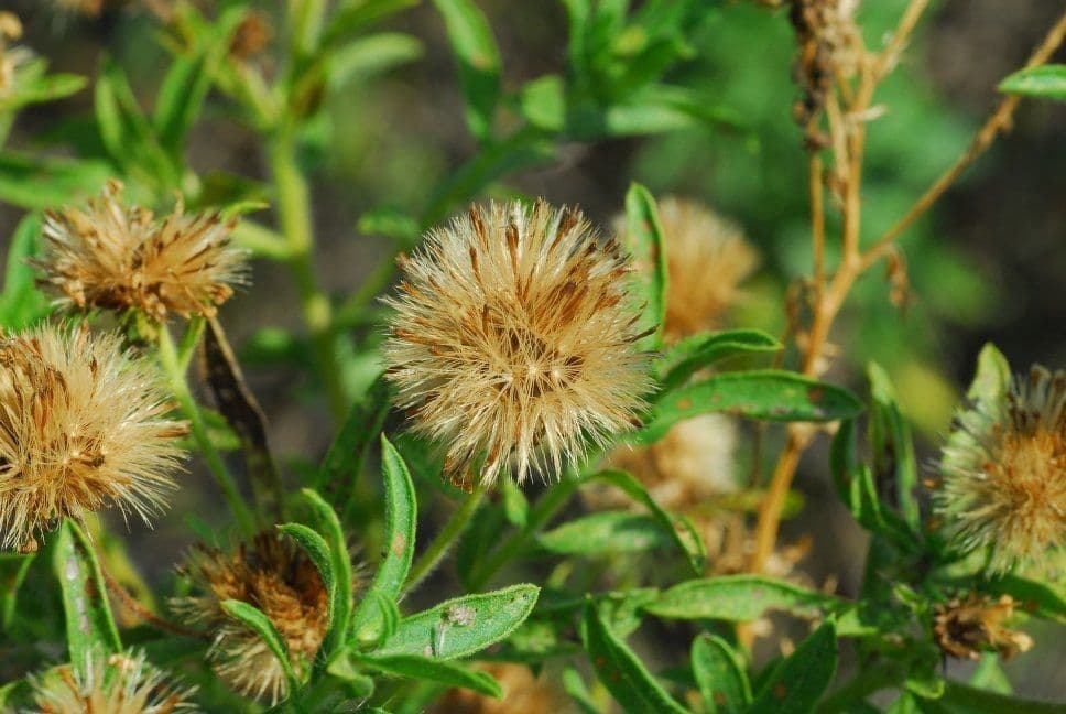 Heterotheca 4
