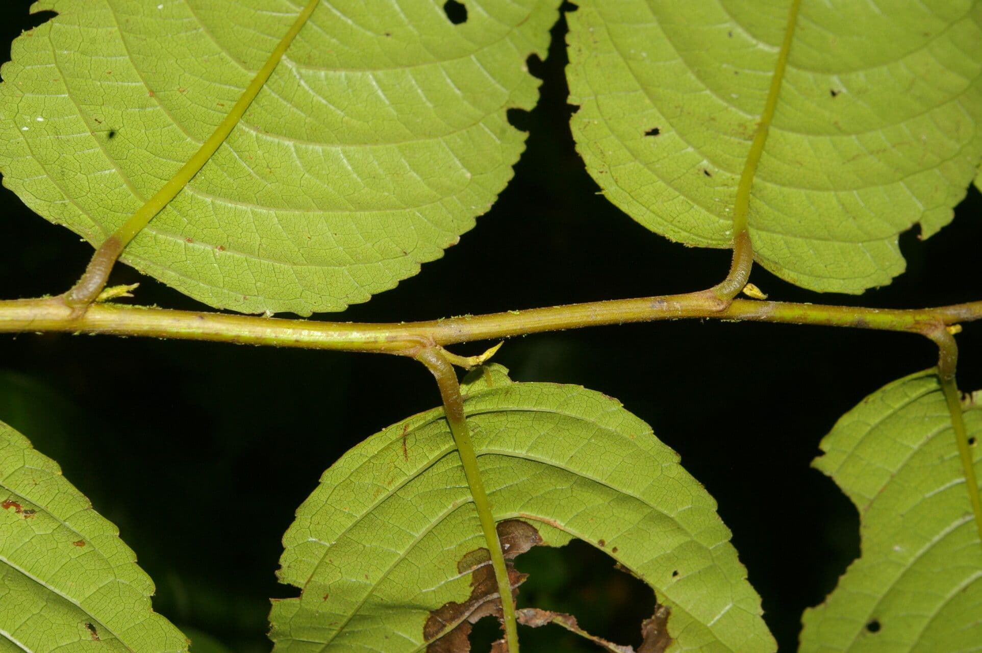 Perrottetia 4