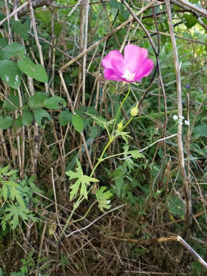 Callirhoe digitata 8