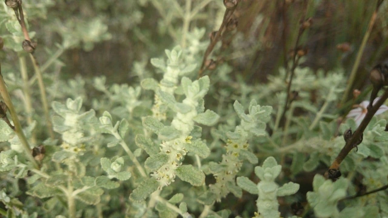 Arbre aux papillons 4